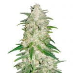 Fast Buds - Gelato Automatic (5seeds/pack) wholesale Fast Buds - Gelato Automatic