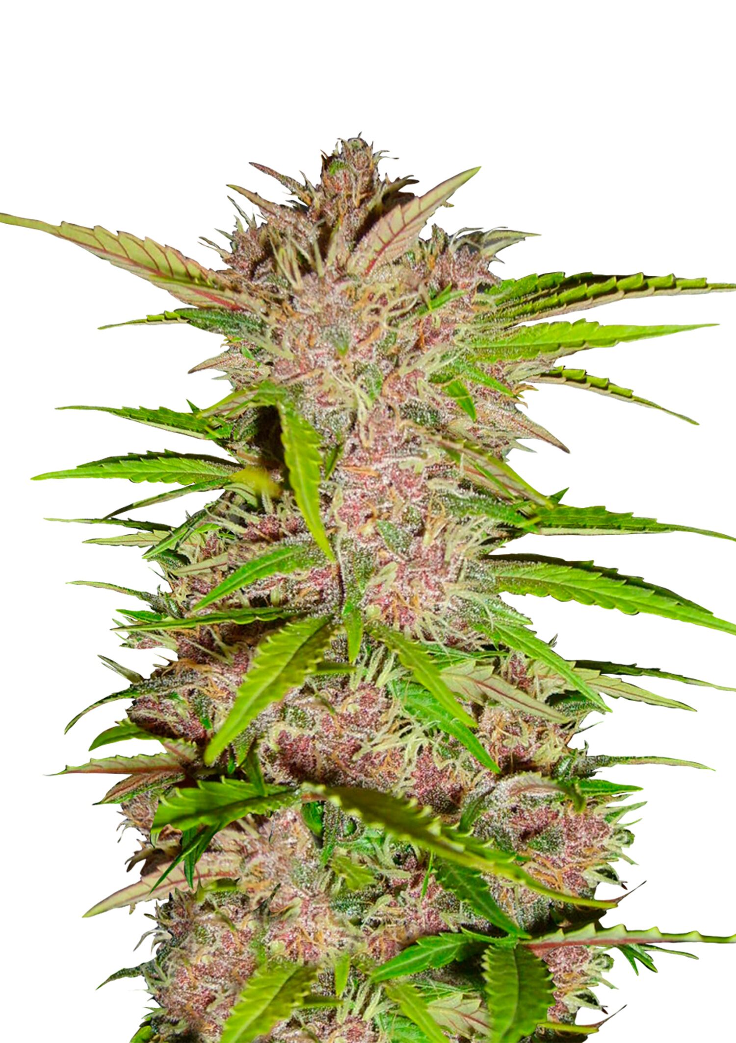 Fast Buds - Fastberry Automatic Fast Buds - Fastberry Automatic