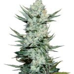 Fast Buds - Tangie'Matic (5seeds/pack) wholesale Fast Buds - Tangie'Matic