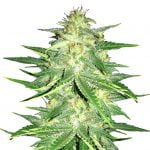 Fast Buds - Lemon AK Automatic (5seeds/pack) wholesale Fast Buds - Lemon AK Automatic