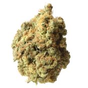 wholesale Amsterdam Genetics - AK020
