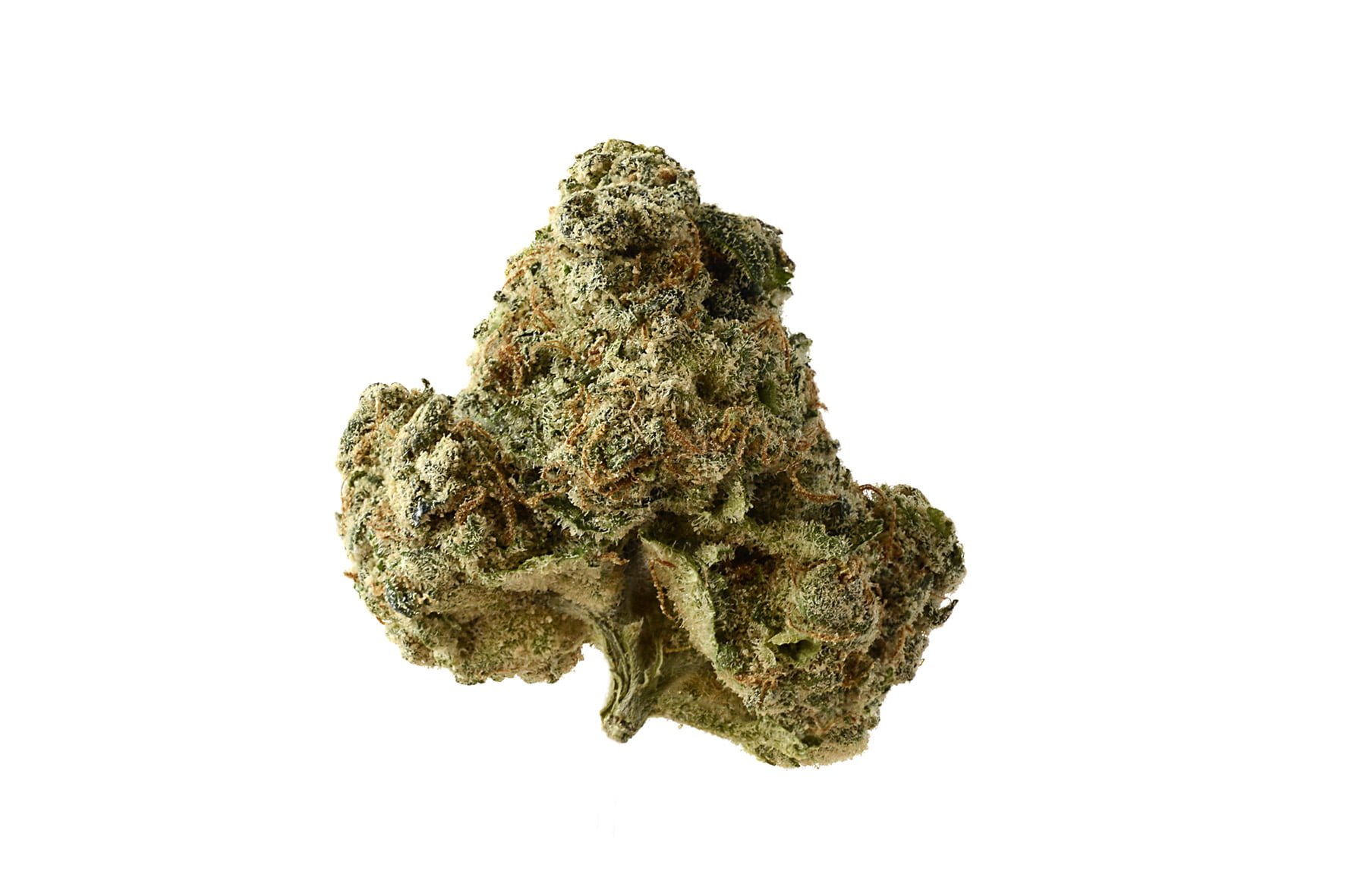 wholesale Amsterdam Genetics - AK OG Kush wholesale Amsterdam Genetics - AK OG Kush