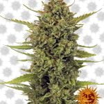 Barney's Farm Acapulco Gold (5 seeds pack) wholesale Barney's Farm Acapulco Gold