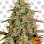 wholesale Barney's Farm Amnesia Lemon