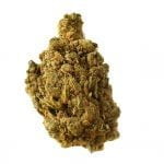 wholesale Amsterdam Genetics - Blue Amnesia Autoflower