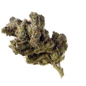 wholesale Amsterdam Genetics - Blue Magic