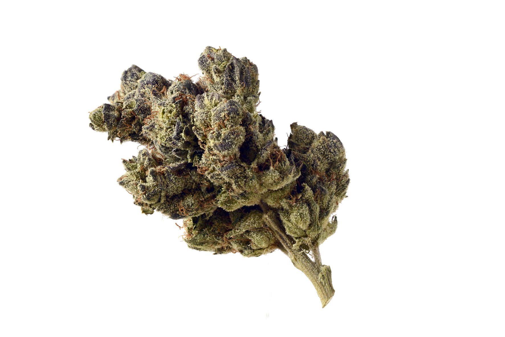 Blue-magic-1.jpg wholesale Amsterdam Genetics - Blue Magic