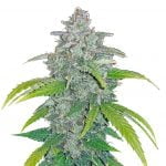 Fast Buds - Blue Dream 'Matic (5seeds/pack) wholesale Fast Buds - Blue Dream 'Matic