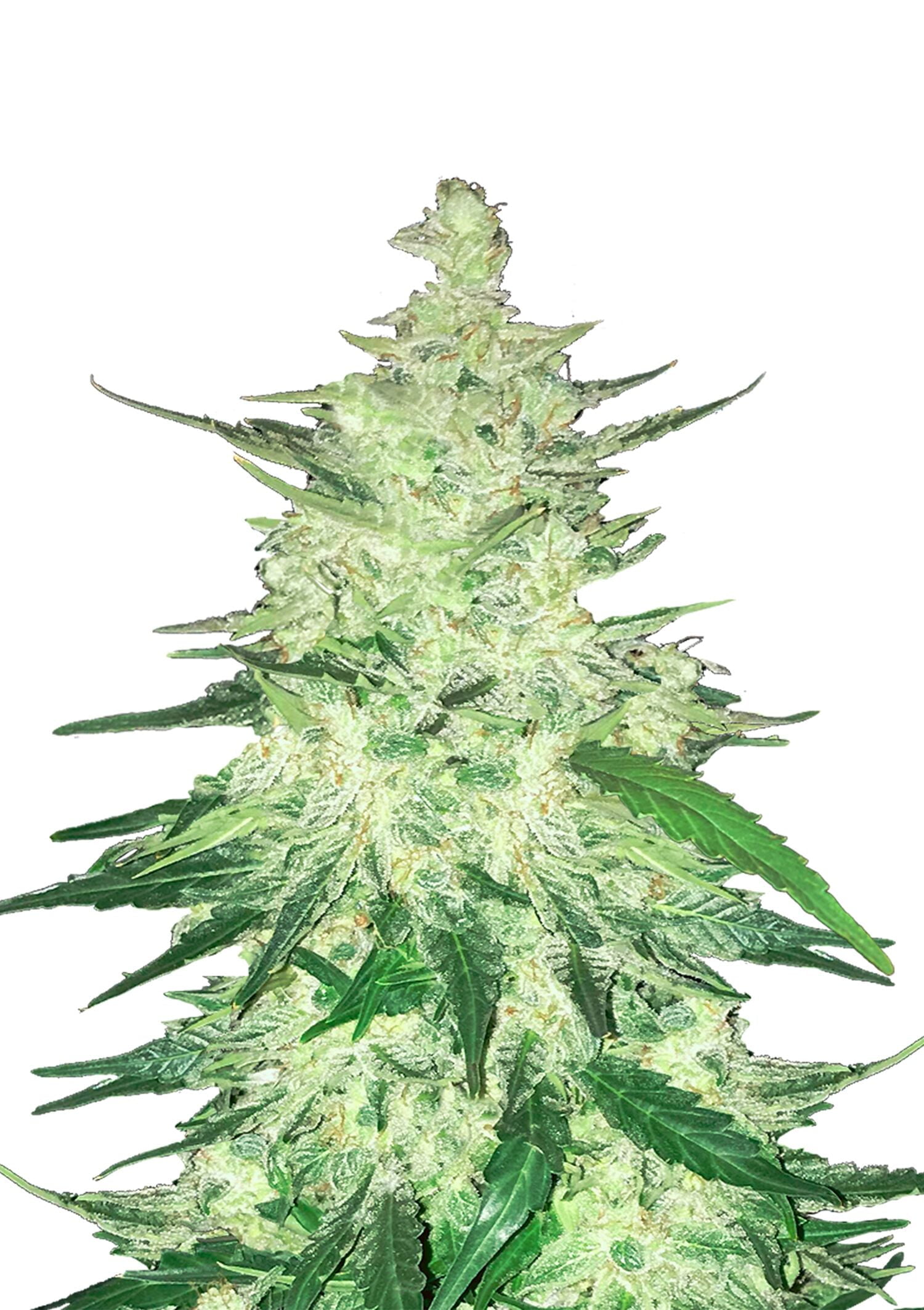 wholesale Fast Buds - CBD Automatic 20:1 wholesale Fast Buds - CBD Automatic 20:1