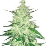 Fast Buds - CBD Crack Automatic (5seeds/pack) wholesale Fast Buds - CBD Crack Automatic