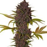 Fast Buds - LSD-25 Automatic (5seeds/pack) wholesale Fast Buds - LSD-25 Automatic