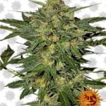 Barney's Farm LSD (3 seeds pack) wholesale Barney's Farm LSD