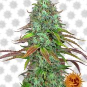 wholesale Barney's Farm LSD Automatic