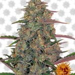 wholesale Barney's Farm Pineapple Chunk