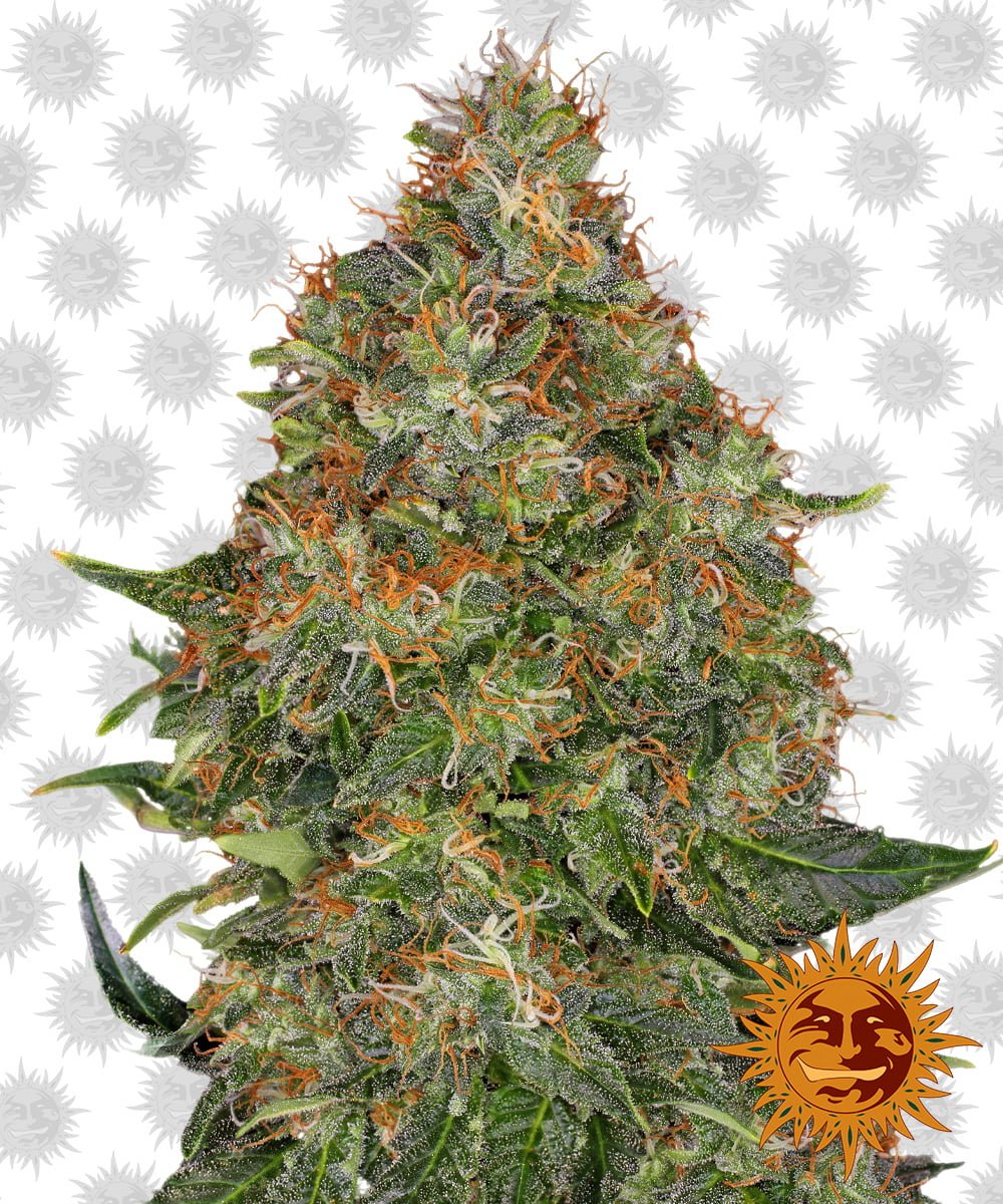 Pineapple-Express-Auto.jpg wholesale Barney's farm pineapple express auto