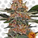 wholesale Barney's Farm Purple Punch