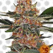 wholesale Barney's Farm Purple Punch