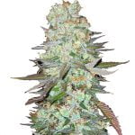 FastBuds - G14 Automatic (5seeds/pack) wholesale Fast Buds - G14 Automatic