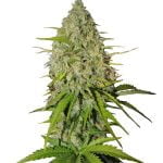 Fast Buds - Grapefruit Automatic seeds (5seeds/pack) wholesale Fast Buds - Grapefruit Automatic
