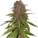 Fast Buds - C4 Automatic (5seeds/pack) wholesale Fast Buds - C4 Automatic