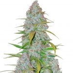 Fast Buds - Californian Snow (5seeds/pack) wholesale Fast Buds - Californian Snow