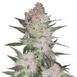 Fast Buds - Cream Cookies (5seeds/pack) wholesale Fast Buds - Cream Cookies
