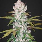 Fast Buds - Girl Scout Cookies Auto (5seeds/pack) Fast Buds - Girl Scout Cookies Auto