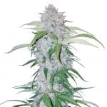Fast Buds - Six Shooter Automatic (5seeds/pack) wholesale Fast Buds - Six Shooter Automatic
