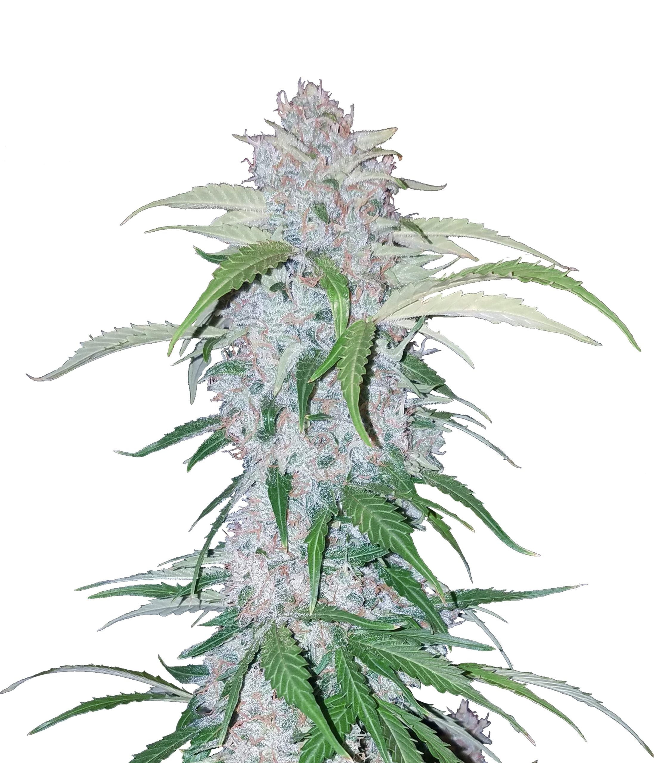wholesale Fast Buds - Six Shooter Automatic wholesale Fast Buds - Six Shooter Automatic