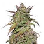 Fast Buds - Smoothie Automatic (5seeds/pack) wholesale Fast Buds - Smoothie Automatic