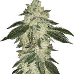Fast Buds - Green Crack Automatic (5seeds/pack) wholesale Fast Buds - Green Crack Automatic