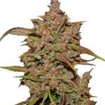 Fast Buds - Crystal Meth Automatic (5seeds/pack) wholesale Fast Buds - Crystal Meth Automatic