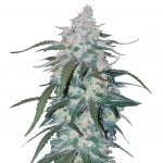 Fast Buds - Pineapple Express Automatic (5seeds/pack) wholesale Fast Buds - Pineapple Express Automatic