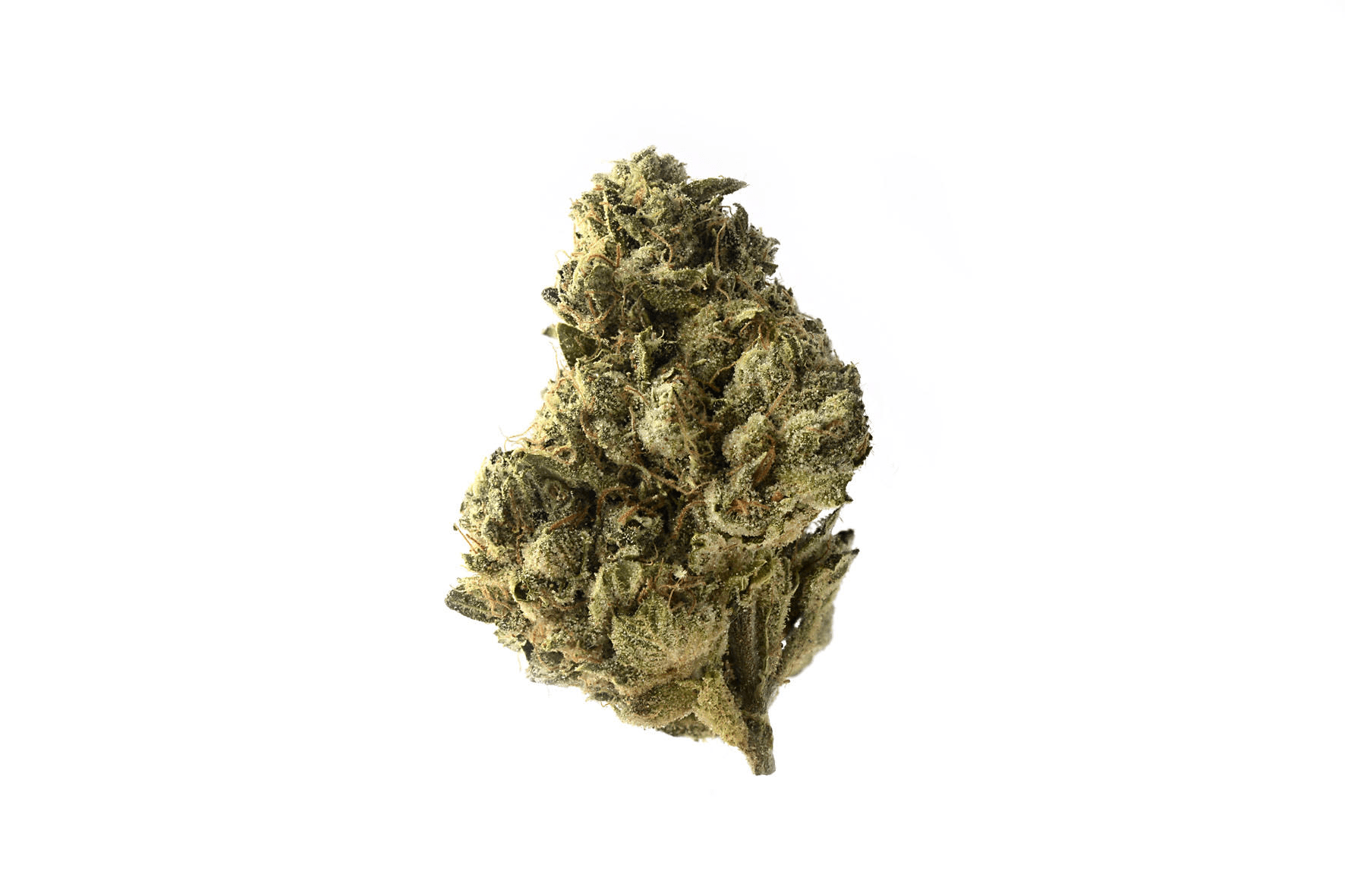 Amsterdam Genetics - Strawberry Glue (5 seeds pack) wholesale Amsterdam Genetics - Strawberry Glue
