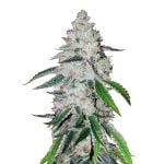 Fast Buds - West Coast OG Automatic (5seeds/pack) wholesale Fast Buds - West Coast OG Automatic