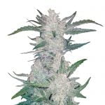Fast Buds - Mexican Airlines Automatic seeds (5seeds/pack) wholesale Fast Buds - Mexican Airlines Automatic