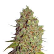 Wholesale Narcos Agent Murphy Feminized (3 seeds pack)