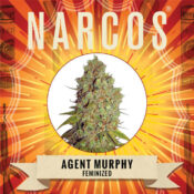 Wholesale Narcos Agent Murphy Feminized (5 seeds pack)