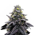 Wholesale-Narcos-Ak-Automatico-Automatic-3-seeds-pack