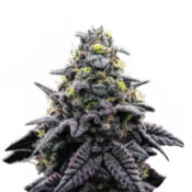 Wholesale-Narcos-Ak-Automatico-Automatic-3-seeds-pack