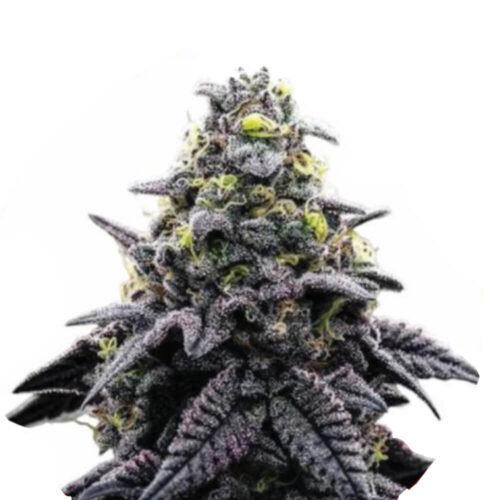 Wholesale-Narcos-Ak-Automatico-Automatic-5-seeds-pack Wholesale-Narcos-Ak-Automatico-Automatic-5-seeds-pack