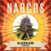 Narcos Blackbeard Feminized (3 seeds pack) - Image 2