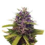 Wholesale Narcos Blackbeard Feminized (5 seeds pack)