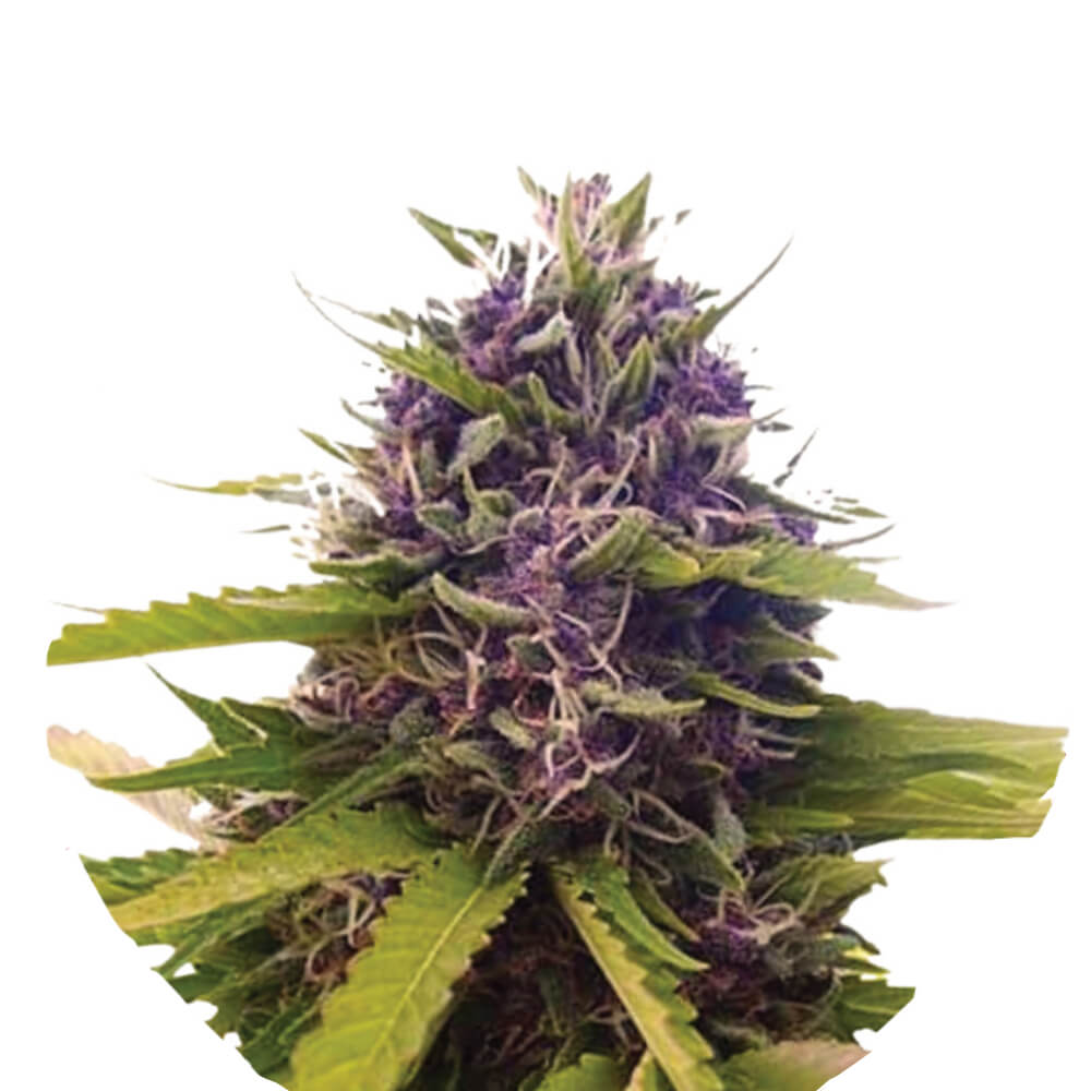 Wholesale Narcos Blackbeard Feminized (5 seeds pack) Wholesale Narcos Blackbeard Feminized (5 seeds pack)