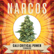 Narcos Cali Critical Power Feminized (3 seeds pack) - Image 2