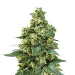 Wholesale Narcos Cali Critical Power Feminized (3 seeds pack)