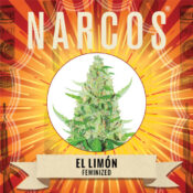 Narcos El Limón Feminized (5 seeds pack) - Image 2