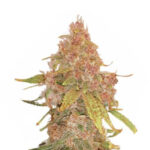 Wholesale Narcos El Patrón Dosidos Automatic (3 seeds pack)