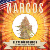 Narcos El Patrón Dosidos Autoflowering (5 seeds pack) - Image 2