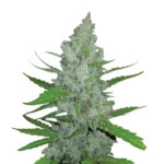 Narcos Grieselda White Widow Feminized (3 seeds pack) Wholesale Narcos Grieselda White Widow Feminized (3 seeds pack)